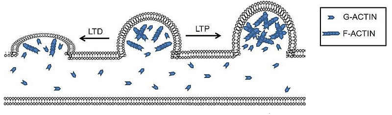 Actin remodeling figure