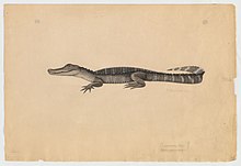 An 1854 watercolor painting of an alligator from the Cayman Islands by Jacques Burkhardt.