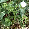 Plant form, side, to 60 cm, annual stem