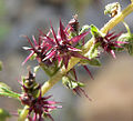 A. acanthicarpa