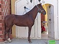 Cheval roux devant une villa.