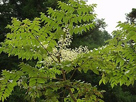 Aralia elata