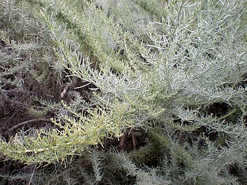 Mature gray foliage