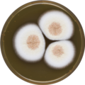 Aspergillus spinulosporus growing on MEAOX plate