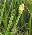 E. fluviatile