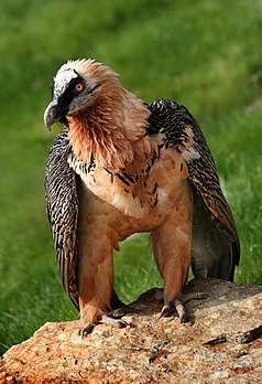 Un gypaète barbu (Gypaetus barbatus), l’un des quatre grands vautours d'Europe, où l’espèce est partout protégée, mais principalement présente en Corse et dans les Pyrénées, et réintroduite dans les Alpes (il est présent aussi en Asie centrale jusqu’au Tibet). (définition réelle 1 231 × 1 800)