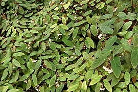 Begonia dietrichiana