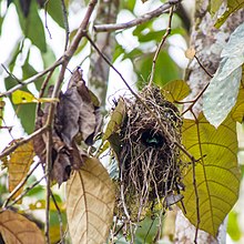 baggy nest made of grass and hung from a branch