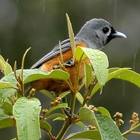 Masken-Monarch (Monarcha melanopsis)