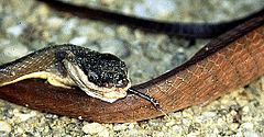 Description de l'image Boiga nigriceps.jpg.