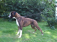 A brindle Boxer with two white socks