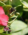 Iris oratoria eating a bee