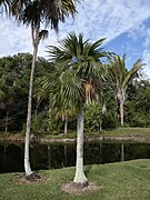 Palmier Coccothrinax readii