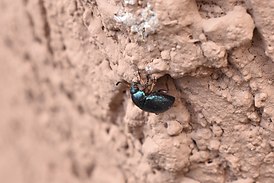 Colaphus apicalis