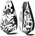 Ilustração de duas conchas de C. striatus com suas protoconchas voltadas para o solo; retirada da obra Index Testarum Conchyliorum (1742) de Niccolò Gualtieri.