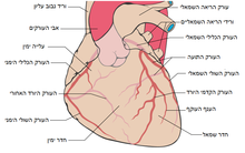 העורקים הכליליים