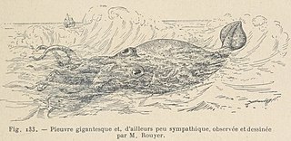 #18 (30/11/1861) An illustration of the Alecton encounter from Les Animaux Excentriques by Henri Coupin [fr], first published in 1903, based on the original from Bouyer (here given as "Rouyer").