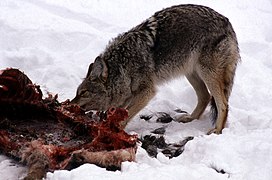 Coyote feeding on an elk carcass in winter in Lamar Valley, near Yellowstone National Park