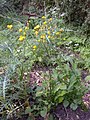 Crepis hierosolymitana