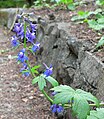 Delphinium bakeri