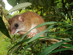 Drymoreomys albimaculatus 002