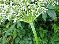 複散形花序の下の総苞片は少なく、線形。花柄は10-20個あり、微細な毛が生える。茎の節の下部には白色の毛状突起がある。