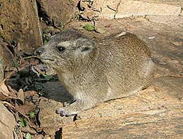 Kelet-afrikai szirtiborz (Heterohyrax bruceii)