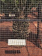 Encephalartos woodii dans une cage de protection (Nong-Nooch botanical garden)