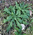 Base leaves quite broad, lobey and hairy, but green-looking not conspicuously grey