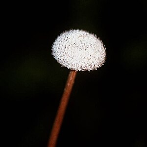 Eriocaulon decangulare