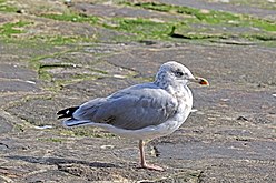 Almost-adult (non-breeding plumage), Portugal