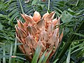 Female cone (megasporophylls) with immature green ovules