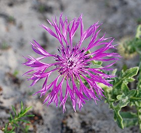 Flor de Centaurea sphaerocephala