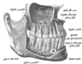 منظر من اليمين للأسنان الدائمة.