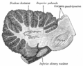 Sagittal section through right cerebellar hemisphere. The right olive has also been cut sagittally.