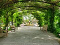 The Green Archway at the San Antonio Botanical Garden facing the Rose Garden in 2021.