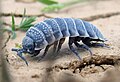 A grey woodlouse on the parched earth of the Tunisian desert.