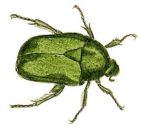 Grande cétoine dorée (Protaetia speciosissima (es))