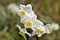 White Jonquil