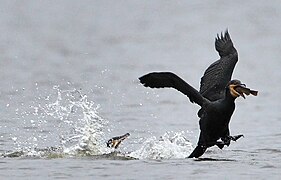 The flying cormorant has taken a fish from the one in the water.