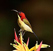 sunbird with pale yellow underparts, brownish upperparts, and bright red face and upper back