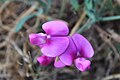 Lathyrus latifolius