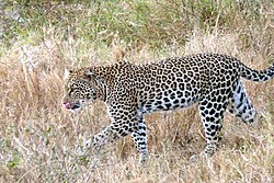 アフリカヒョウ Panthera pardus pardus