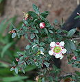 Тонкосемянник крупноплодный (Leptospermum macrocarpum)