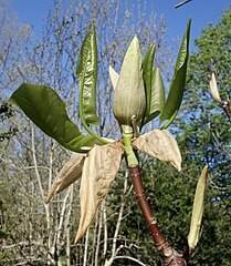 Magnolia fraseri flower bud and emerging leaves.