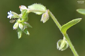 Rochelia disperma