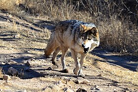 Lobo Mexicano em estado selvagem, Novo México.