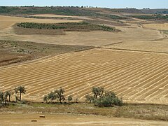 Harvest field