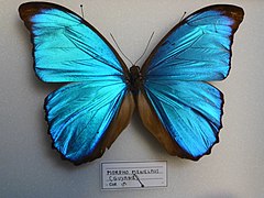 Morpho menelaus (mâle) de Guyane.