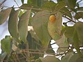 Olax imbricata, fruit